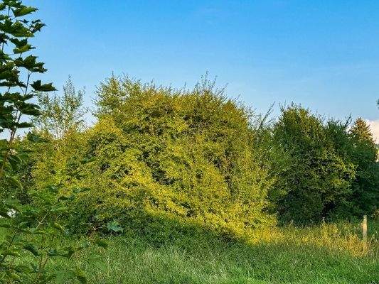 Hier das Tiny House abstellen