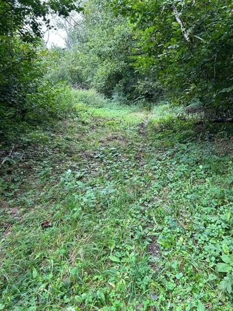 Wald Grundstücke, Wald Grundstück kaufen