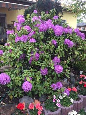 Rhododendron