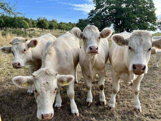 Umgebung: Ländliche Idylle