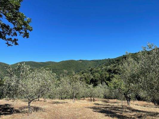 Grundstück Olivenhain