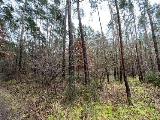 teilweise Mischwald