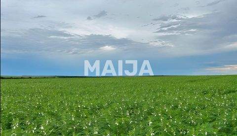 Confresa Bauernhöfe, Landwirtschaft, Confresa Forstwirtschaft