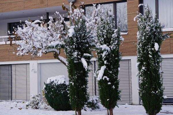 Zypressen im Wintermantel.JPG