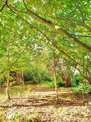 Grundstück mit Baumbestand