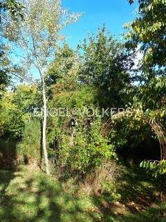 Rosenbogen im Garten mit zahlreichen Obstbäumen und Sträuchern