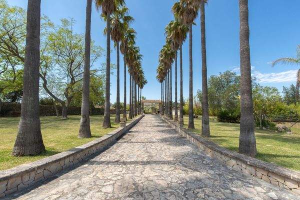 Tolle Auffahrt mit Palmen