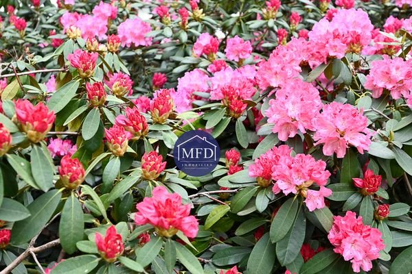 5-Rhododendron-Beispiel.jpg