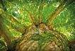 Baum ist Leben.jpg