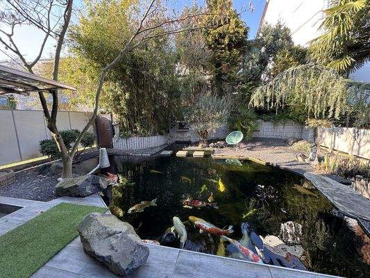 Schwimmteich mit Kois