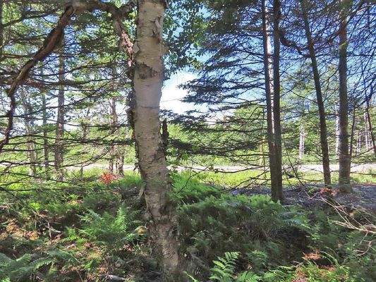 Cape Breton - Big Pond - East Bay Hills - Großzügi