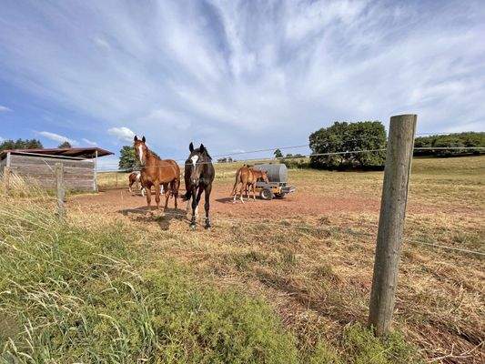 2538MP Frankreich, Vogesen, Epinal, Gestüt, Reitzentrum zu verkaufen