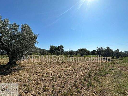 Wiese und Olivenhain