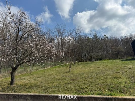 Blick Richtung Wald