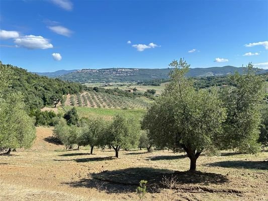 Grundstück Olivenhain Blick auf Massa Marittima