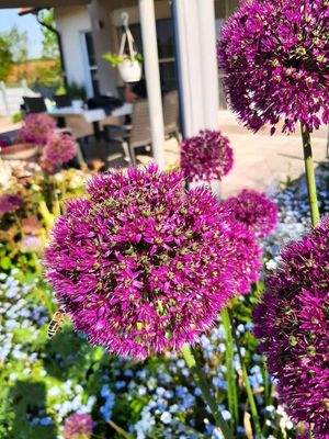 Blütenpracht an der Terrasse