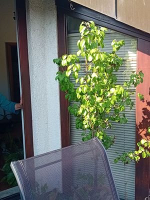 Dachterrasse.jpg
