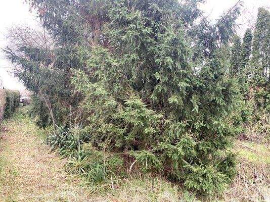 Fichtenbestand im vorderen Bereich