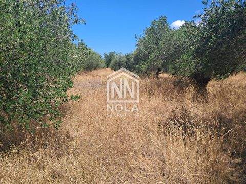 Sveti Filip I Jakov Grundstücke, Sveti Filip I Jakov Grundstück kaufen