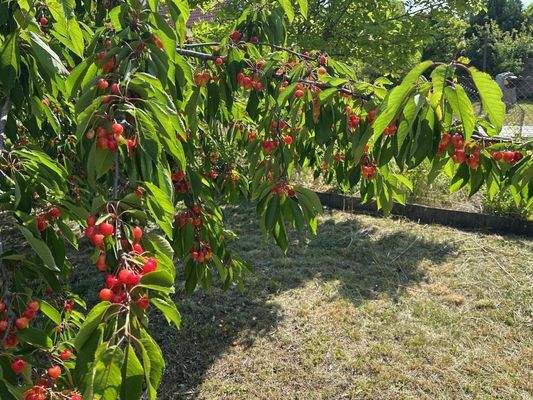 großer Apfel- und Kirschbaum