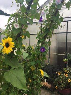 Mittersill - Gärtnerei.JPG