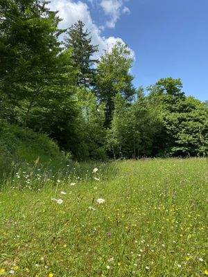 grüne Umgebung für Ihren Spaziergang mit Hund