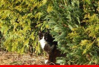 Nachbar's Katze