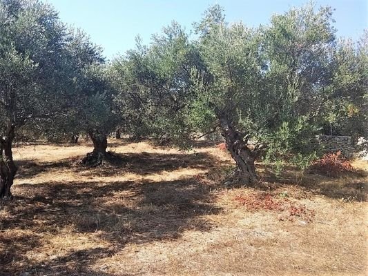 Olivenhain mit Meerblick und Baugenehmigung in Aspro