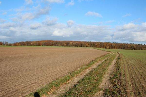 Blick Richtung Krebsseewald