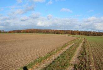 Blick Richtung Krebsseewald