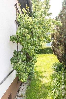 Eingewachsener Garten