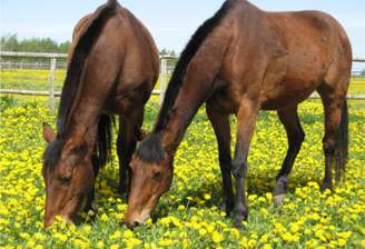 Pferde auf der Weide.png