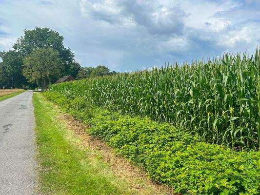 Straße mit Maisfeld