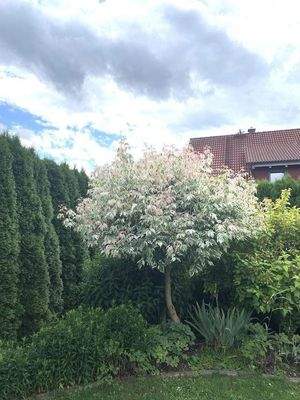 Eingewachsener Garten