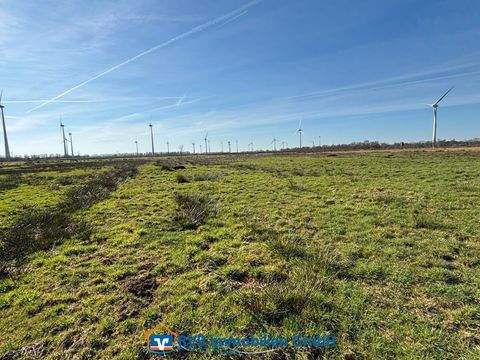 Wiesmoor Bauernhöfe, Landwirtschaft, Wiesmoor Forstwirtschaft