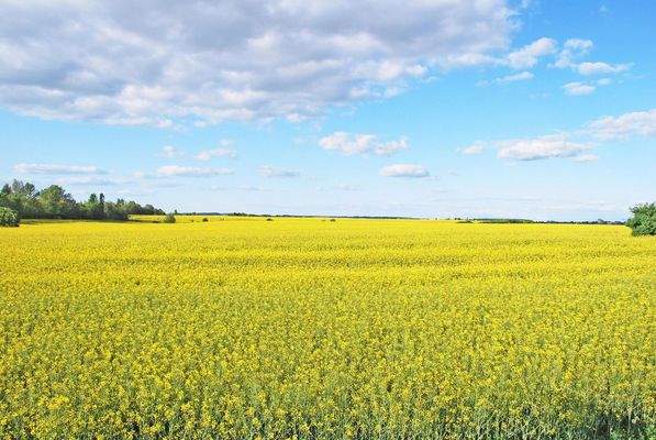 Riesige Rapsfelder in der Nähe
