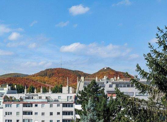 Der Kahlenberg zum Greifen nah!