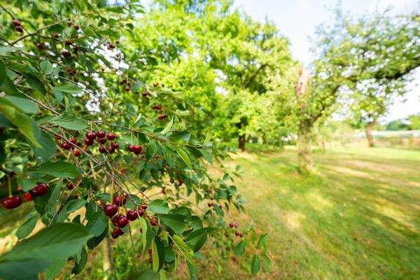 Garten - Sauerkirschen