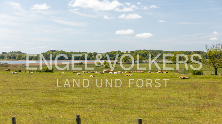LAND UND FORST-5.png