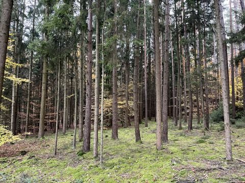 Beratzhausen Bauernhöfe, Landwirtschaft, Beratzhausen Forstwirtschaft