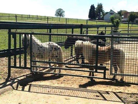 Ein Ort für Pferde & Herzblut