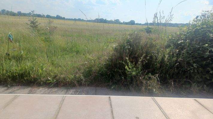 Blick von der Terrasse aus in den Garten