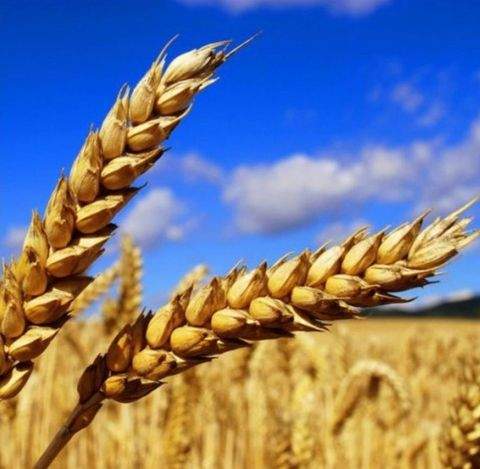 Waidhaus Bauernhöfe, Landwirtschaft, Waidhaus Forstwirtschaft