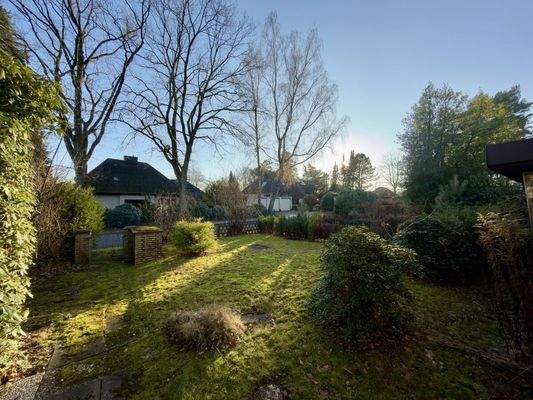 Blick in alten Baumbestand