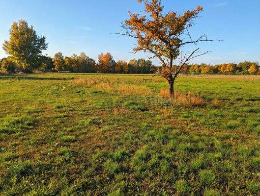 [KI-optimiertes Foto] Grünfläche