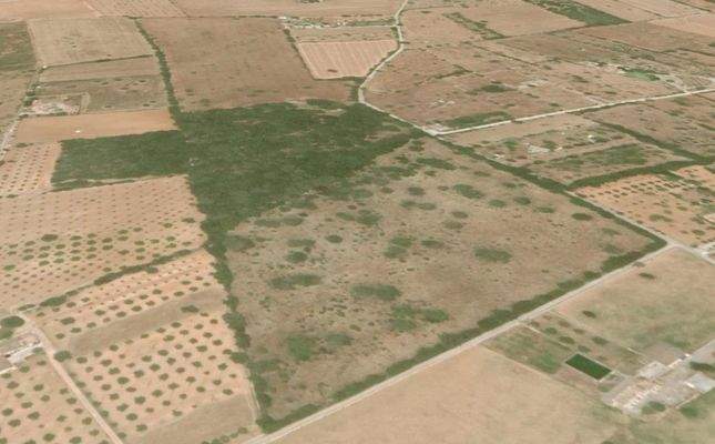 Rustikales Grundstück zum Verkauf in ländlicher Umgebung von Llubí, Mallorca