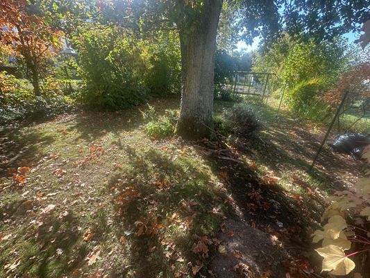 Garten mit altem wunderschönem Baumbestand