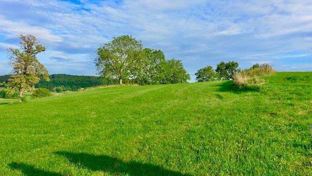 Optionale Fläche  Acker : Mähweide.jpeg