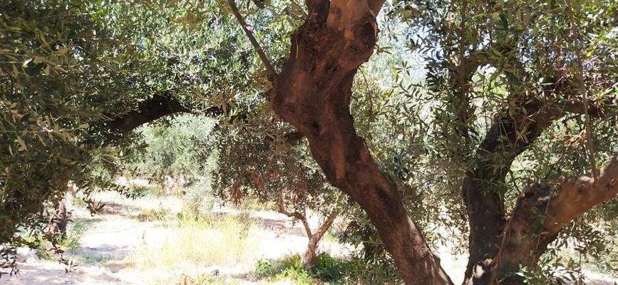 Kreta, Daratsos: Grundstück in ruhiger Lage neben der Stadt Chania zu verkaufen