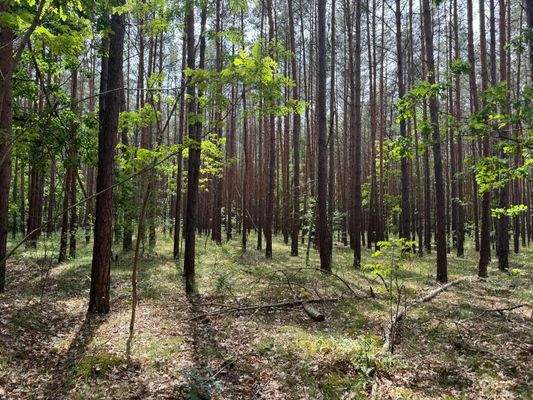 60-jähriger Kiefernbestand 